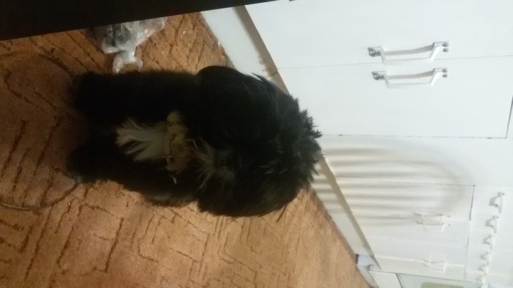 Пропала собака