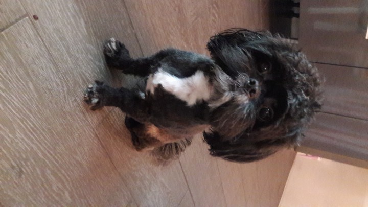 Пропала собака