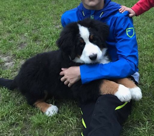 Пропала Собака 