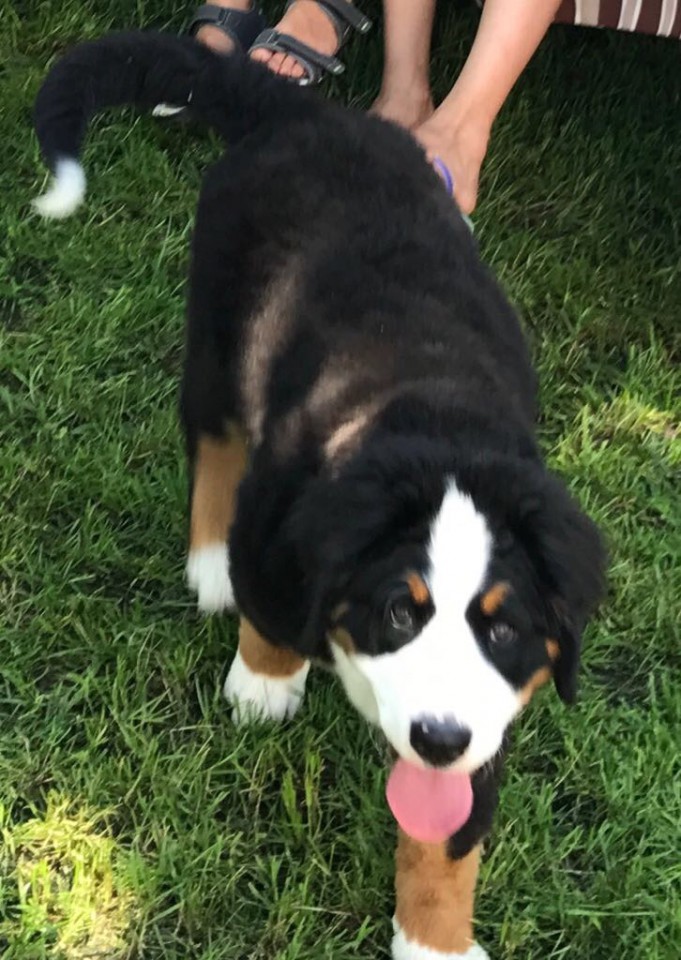 Пропала Собака 