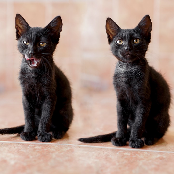 ТВОЙ КОТЕНОК, котик ищет семью 