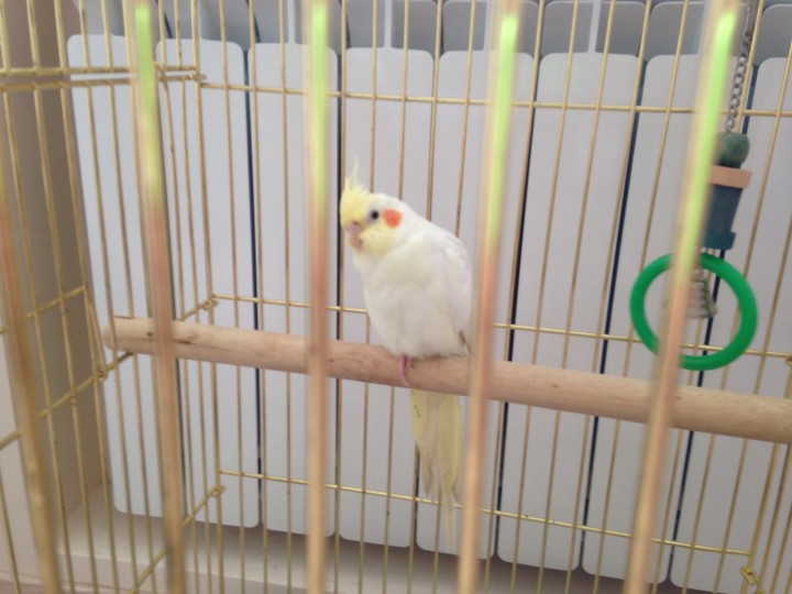Найден попугай корелла (светлая). Отдадим в добрые руки.