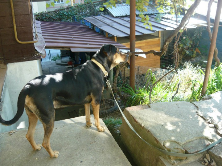 Пропала собака