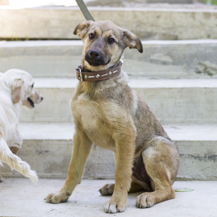 Отдам даром щенков