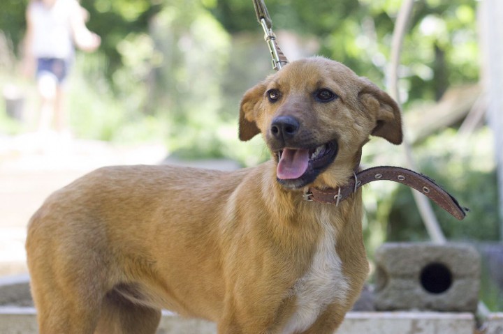 Отдам даром щенков