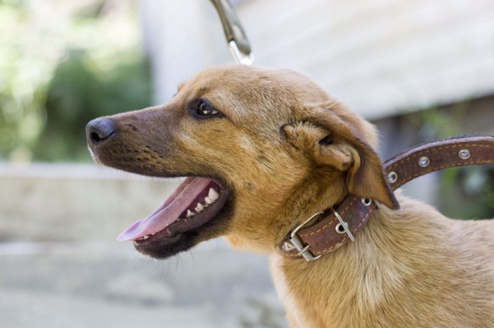 Отдам даром щенков