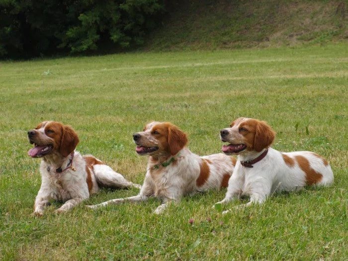 Пропала собака