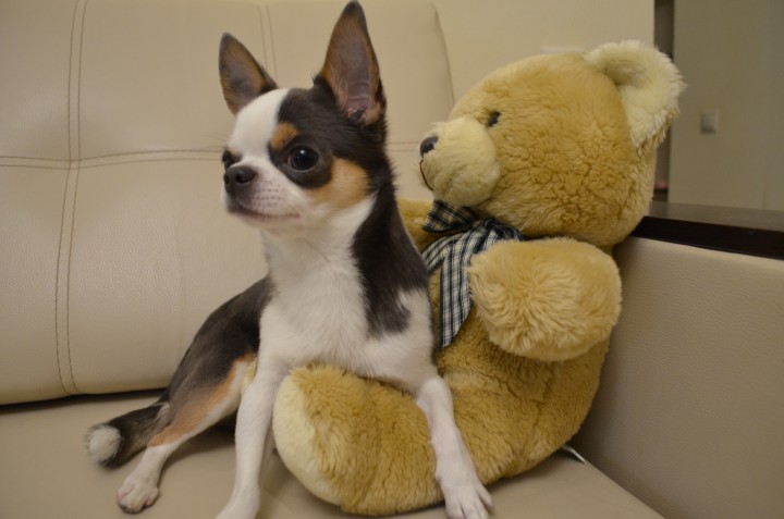 Пропал кобель Чихуахуа