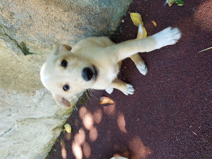 щенок ищет хозяина