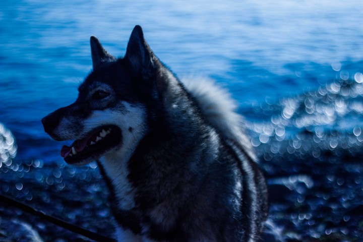 Потерялась Собака