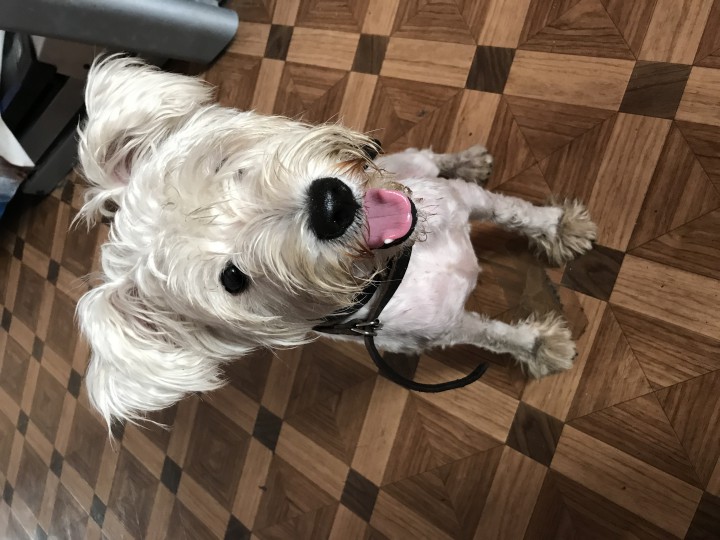 Найдена белая собака