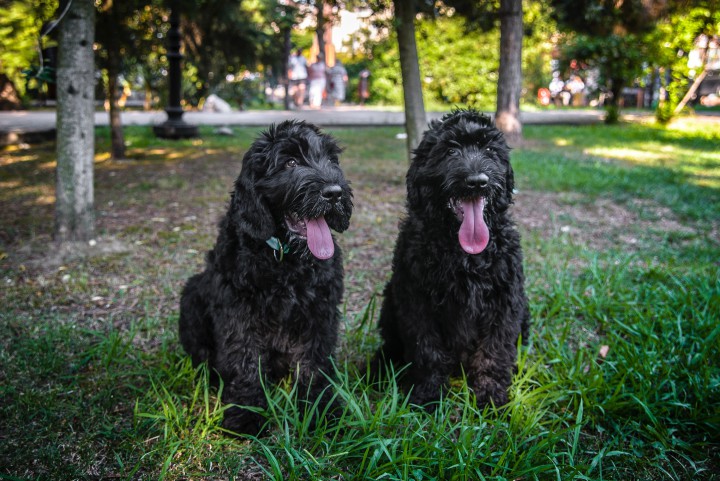 Русский черный терьер