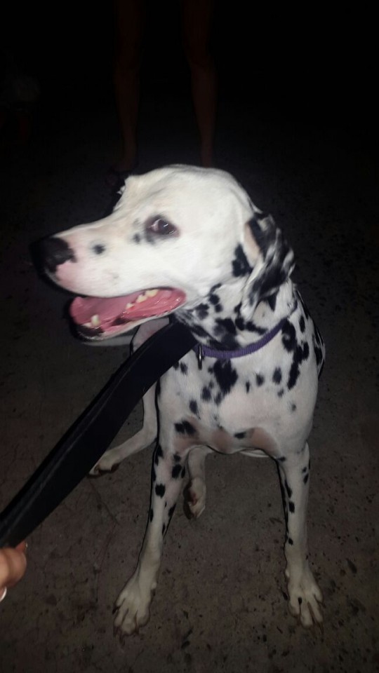 Найден далматинец