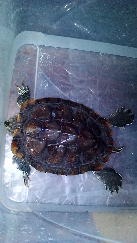 Отдам двух красноухих  черепах