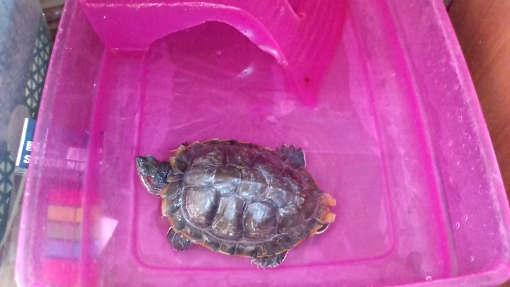 Отдам двух красноухих  черепах