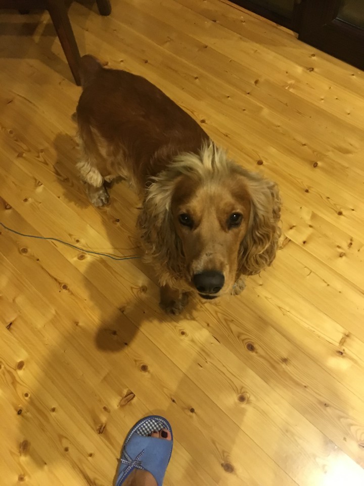 Найден спаниель