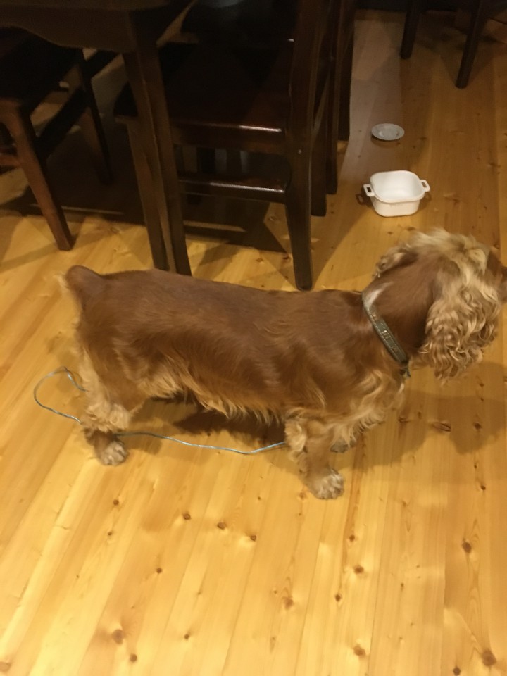 Найден спаниель