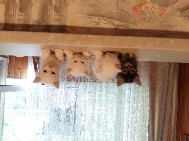 Отдам котят