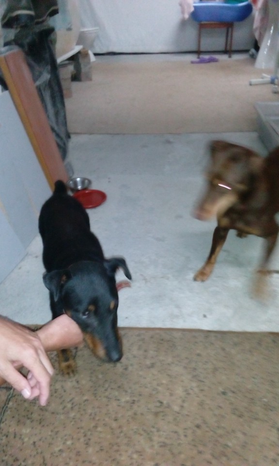 найден Ягдтерьер