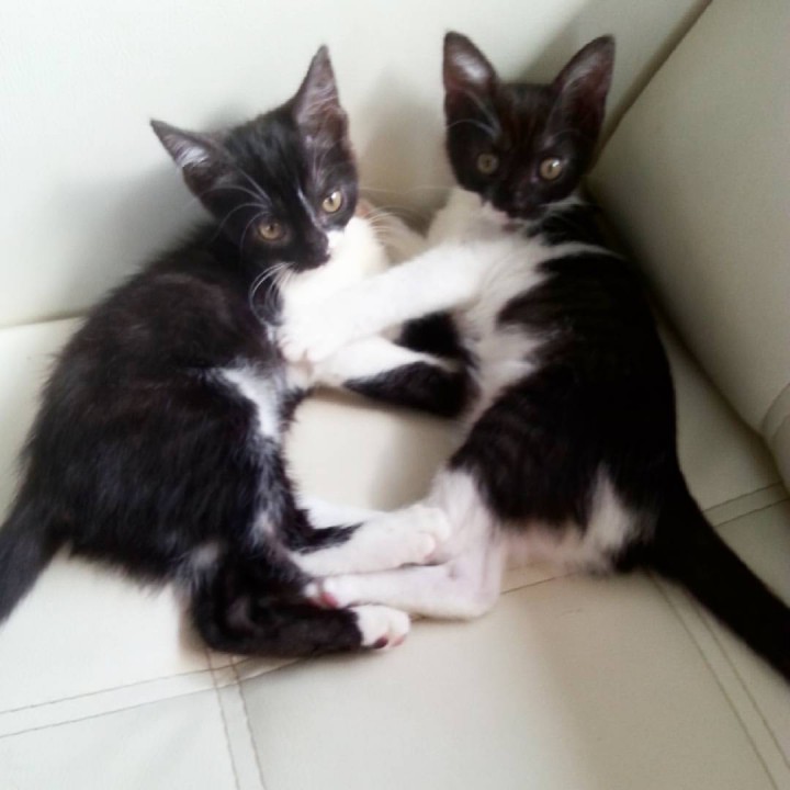 Отдам котят