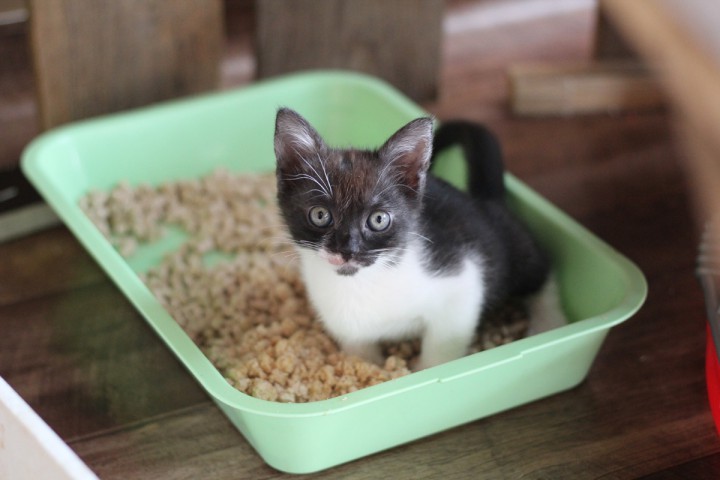 Отдам котят