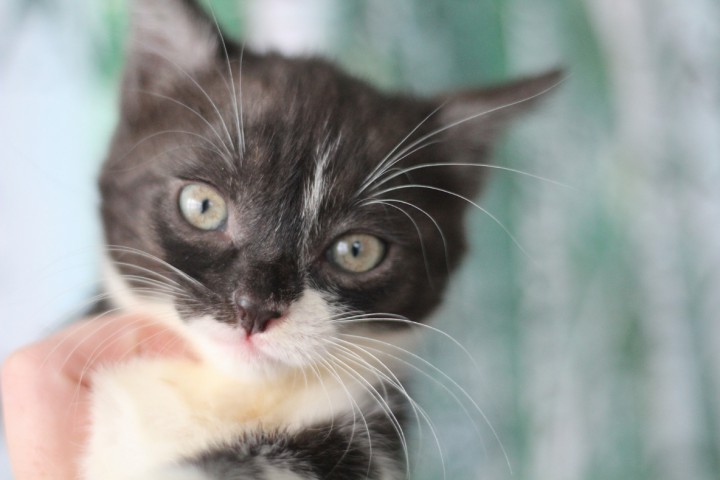 Отдам котят