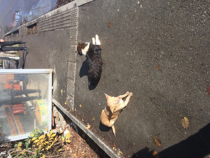 Потеряшки собачки