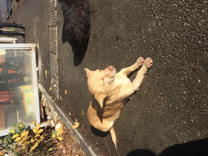 Потеряшки собачки