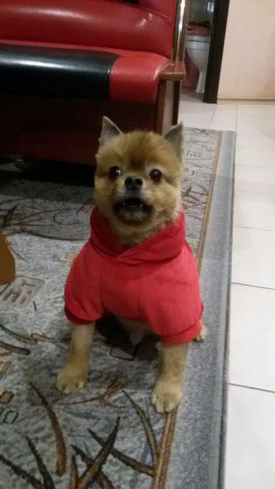 Пропала собака