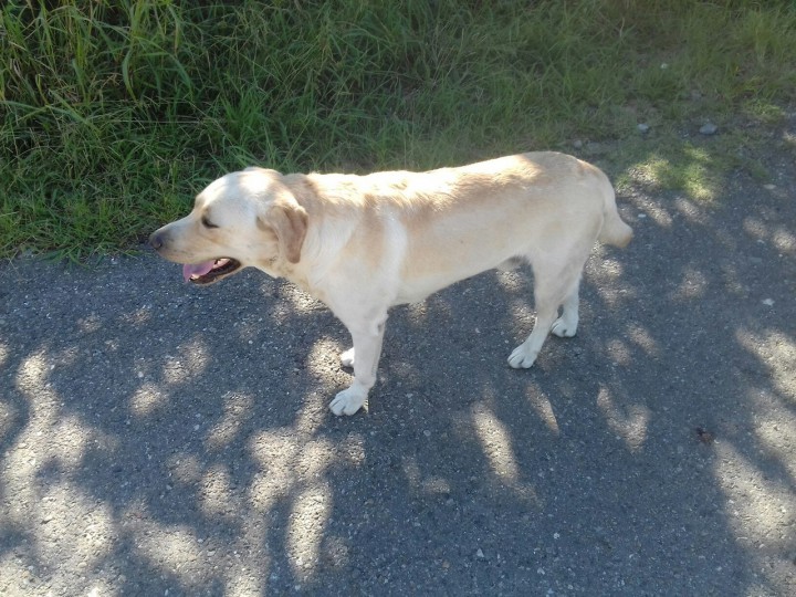 Найдена собака