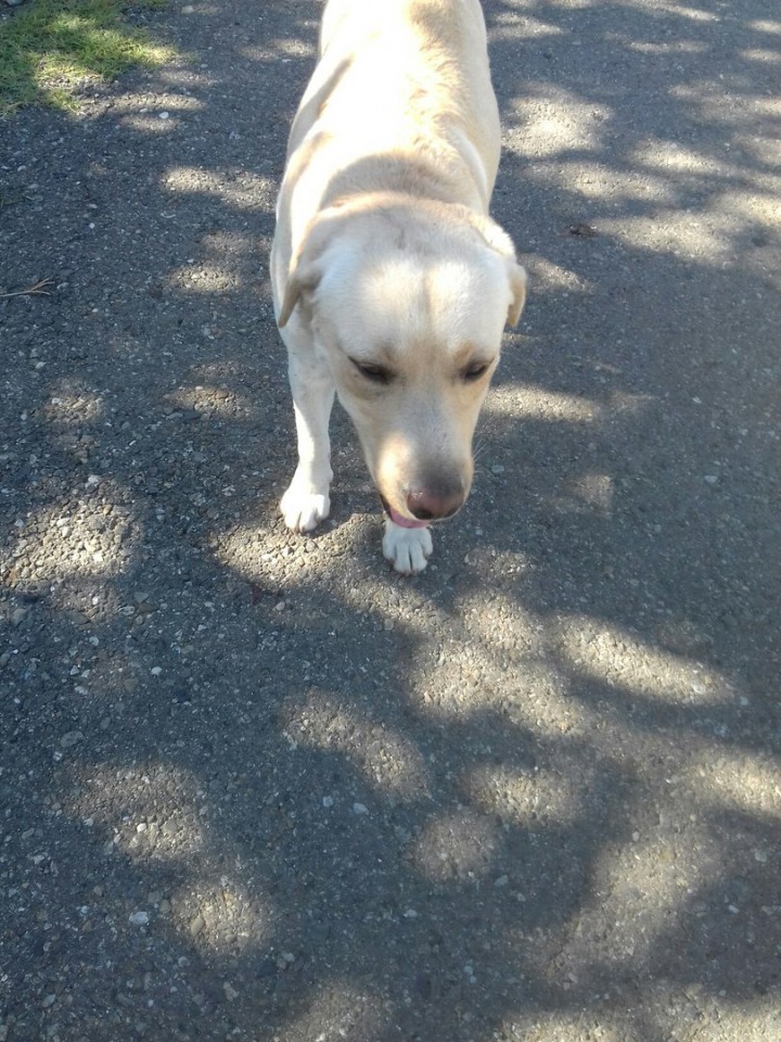 Найдена собака