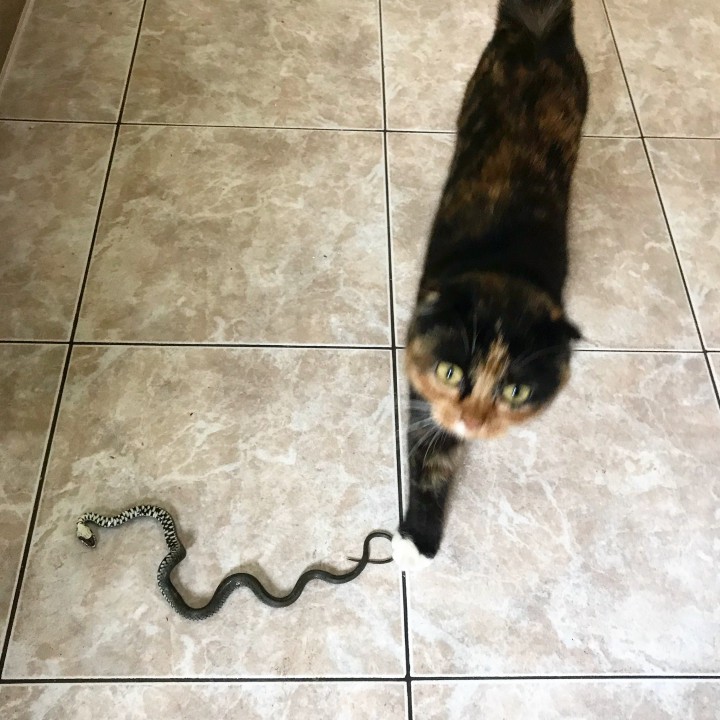 Пропала кошка