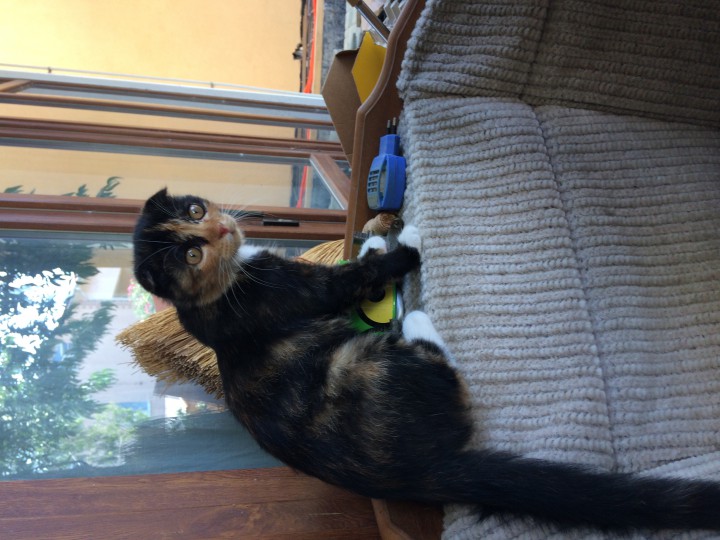 Пропала кошка