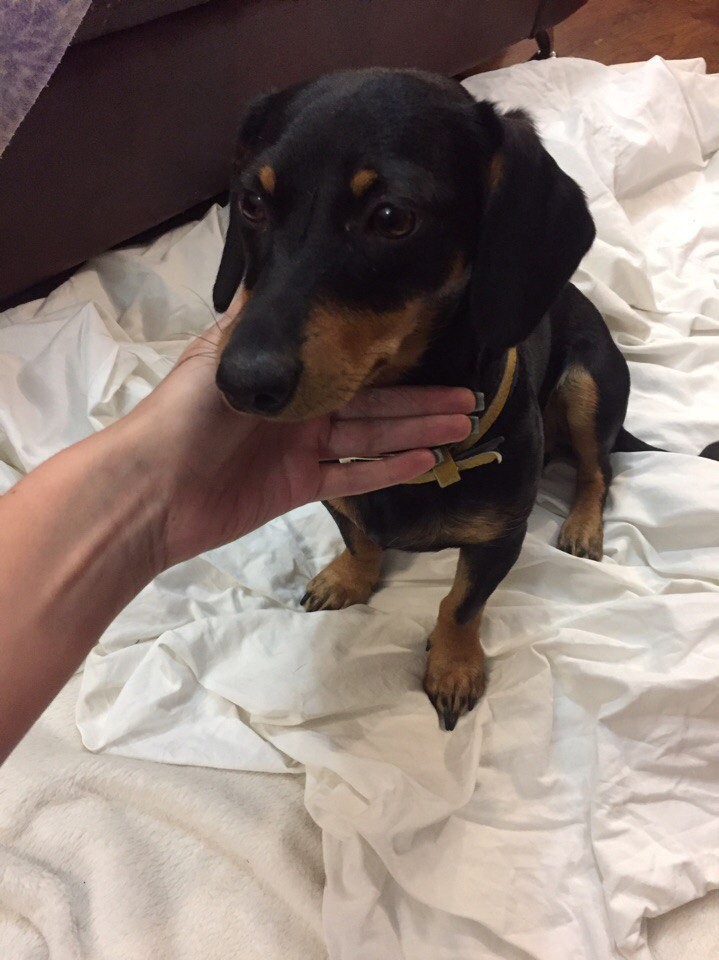 Найдена такса! Ищем хозяина потеряшки!!!