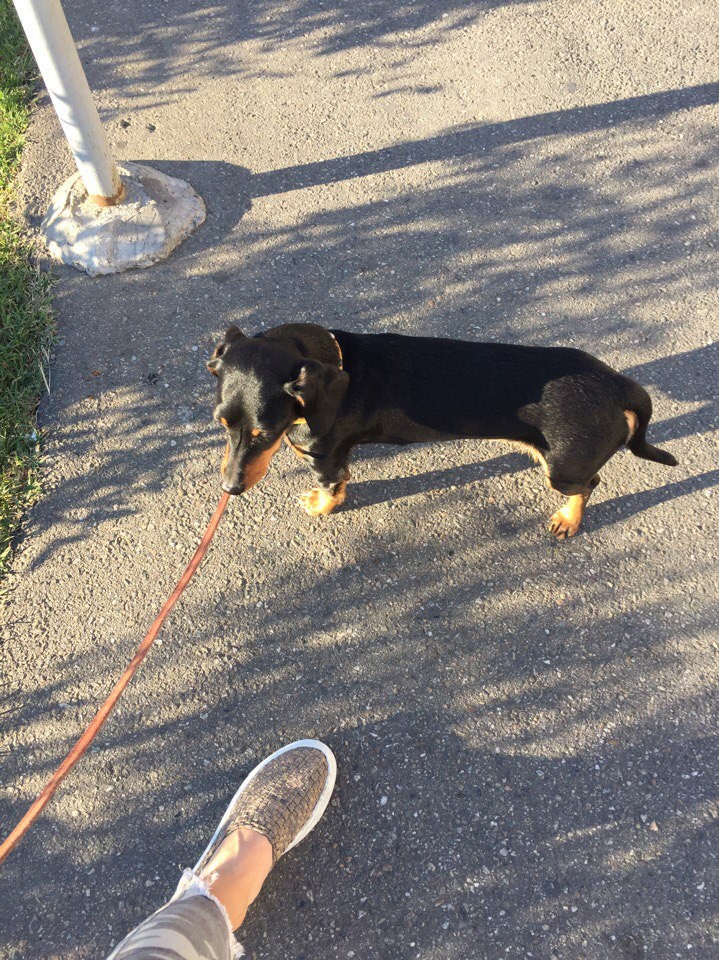 Найдена такса! Ищем хозяина потеряшки!!!