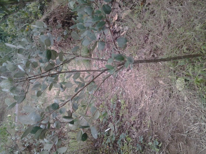 Продам саженцы