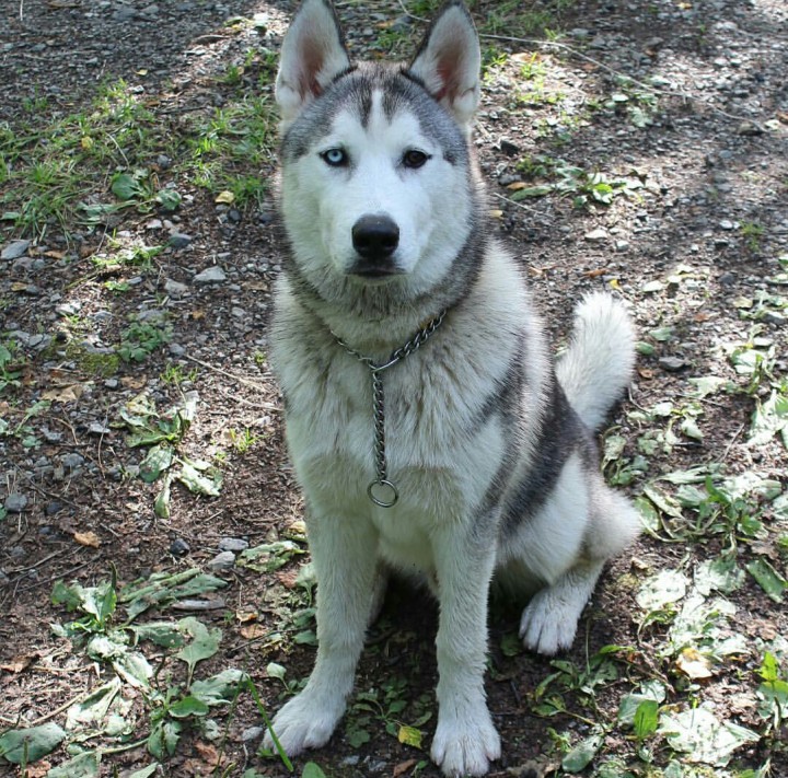 Потерялся пёс!