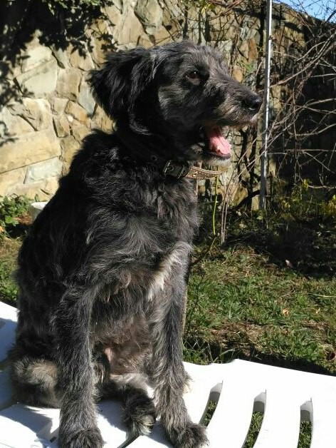 В добрые руки