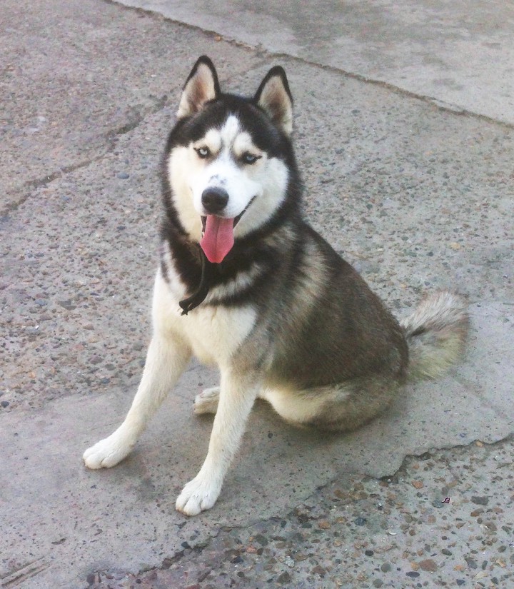 В добрые руки