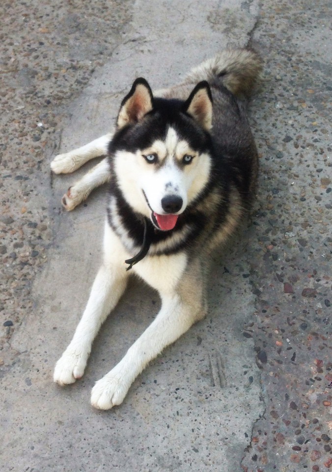 В добрые руки