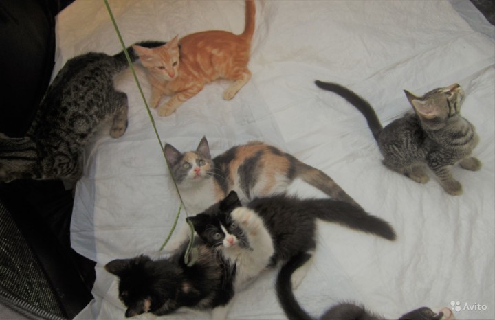 Котята в Добрые Руки