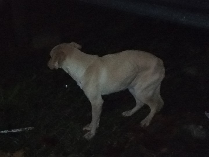 Хозяин отзовись!!!! 