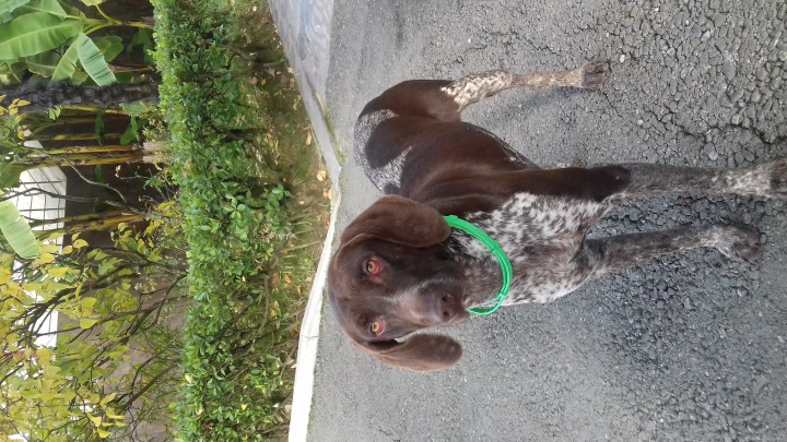 ВНИМАНИЕ ПОТЕРЯШКА!!! (Собаку выгнали с территории)