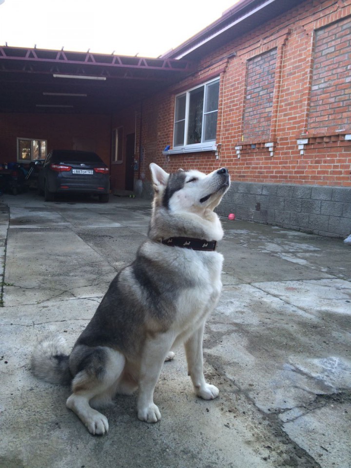 Пропала собака. 