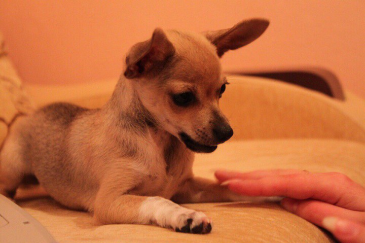 Потерялась собака!!!!