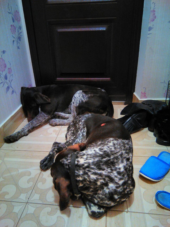 Нашли собак 