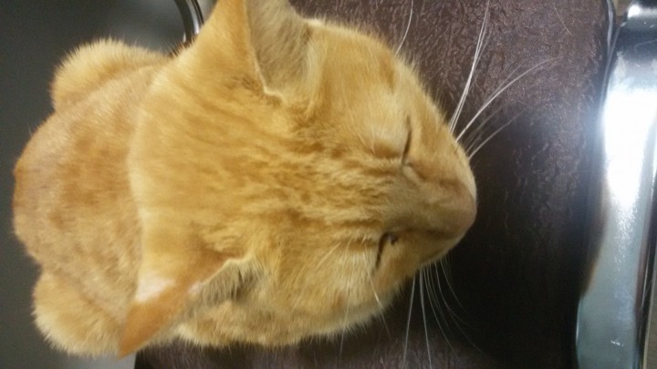 Найден рыжий кот