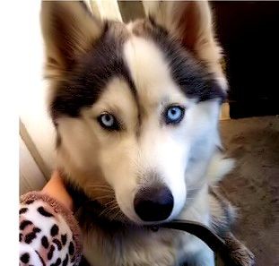 Пропала хаски