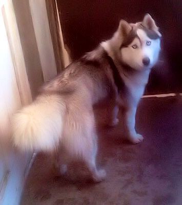 Пропала хаски