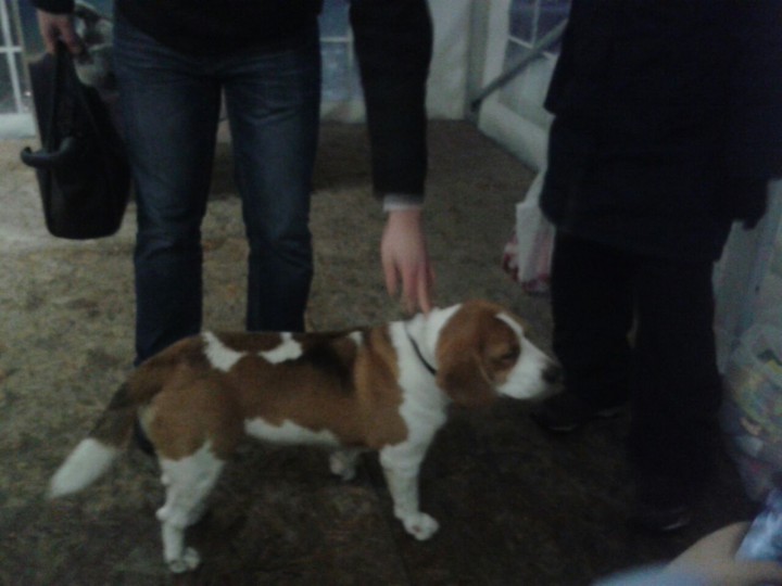 Найдена собака бигль кобель Горкигород